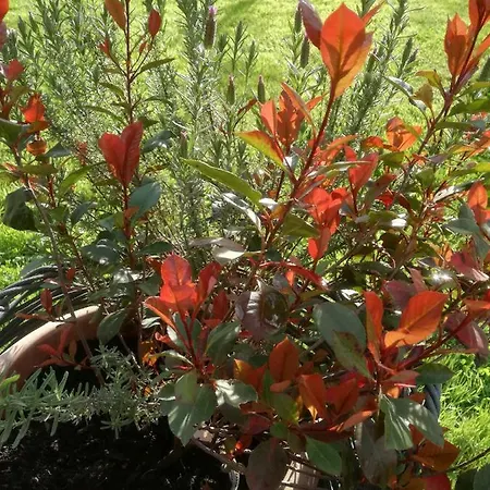 Bed & Breakfast La Damigiana Fioi *