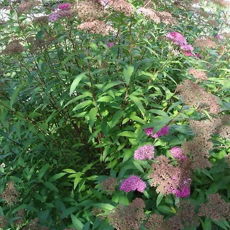 La Damigiana Fioi * Piano di Follo