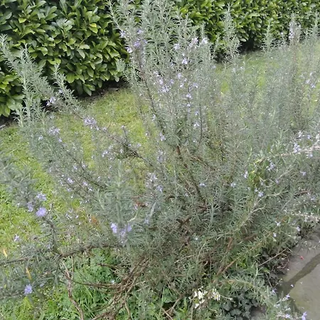 La Damigiana Fioi Bed & Breakfast *