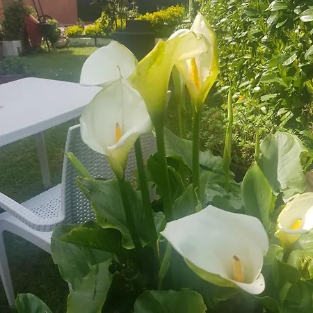 La Damigiana Fioi
