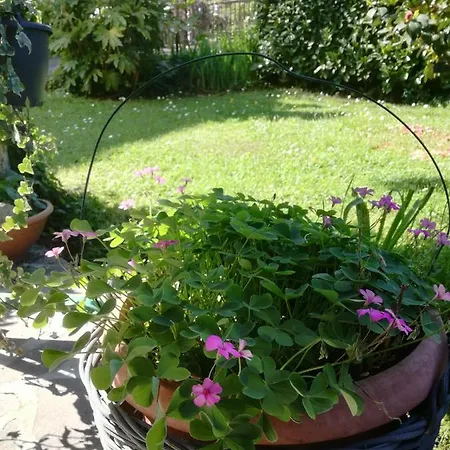 La Damigiana Fioi * Piano di Follo